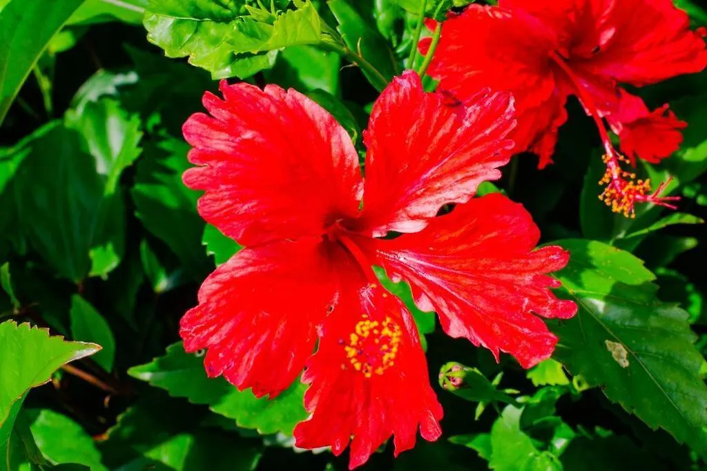 Mora Mora, Villa Creole Avec Piscine & Jardin 勒沃克兰 0*,